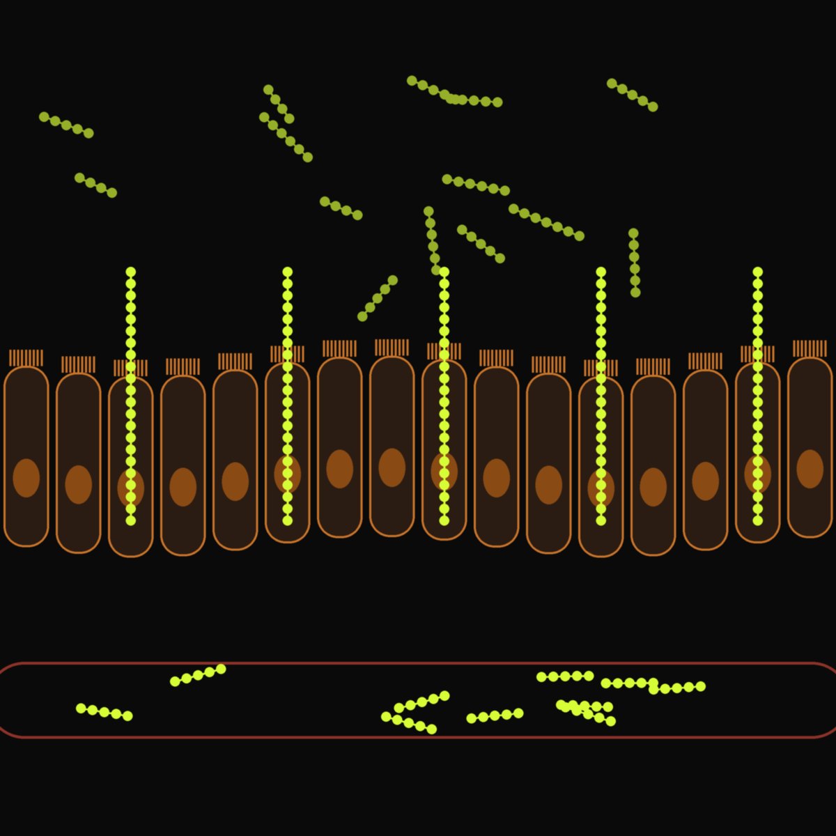 Illustration of peptides crossing the gut epithelium intact